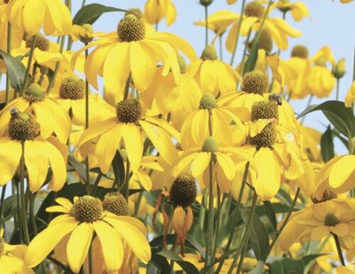 Great yellow cornflower